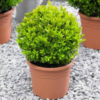 La planta favorita de las abuelas que casi no tenés que cuidar y es tendencia para decorar terrazas o jardines