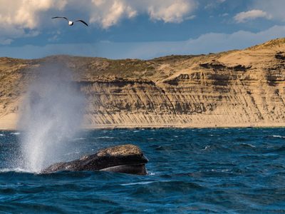 Península Valdés: cinco estancias para vivir la Patagonia entre fauna y paisaje