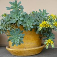 Suculentas colgantes: las variedades más solicitadas por los decoradores e influencers