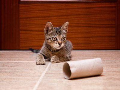 No gastes en el petshop: con los tubos de cartón que ibas a tirar, creá esta genial idea para tu gato