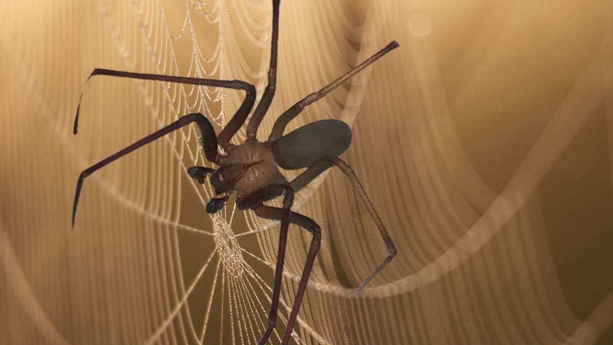 La mordedura de la araña violinista puede provocar necrosis y otros daños si no se trata médicamente.