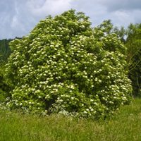Sobrevive en maceta o canteros: la planta con hermosas flores blancas que esconde beneficios para tu salud