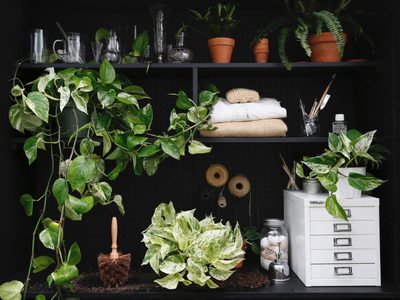 5 plantas de interior que disfrutan estar a oscuras