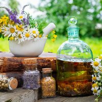 Las plantas que tenés que tener en tu jardín para hacer un botiquín natural de primeros auxilios