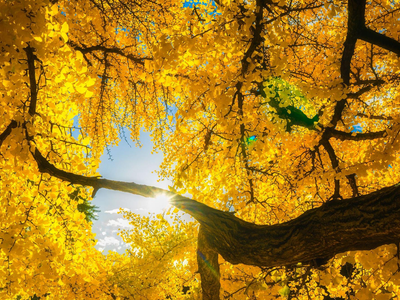 El árbol mágico que resiste las heladas y que cambia la coloración y la forma de sus hojas con la llegada del frío