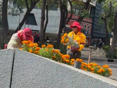 Por el Mundial, adelantan la instalación de flor de cempasúchil en avenidas de la CDMX