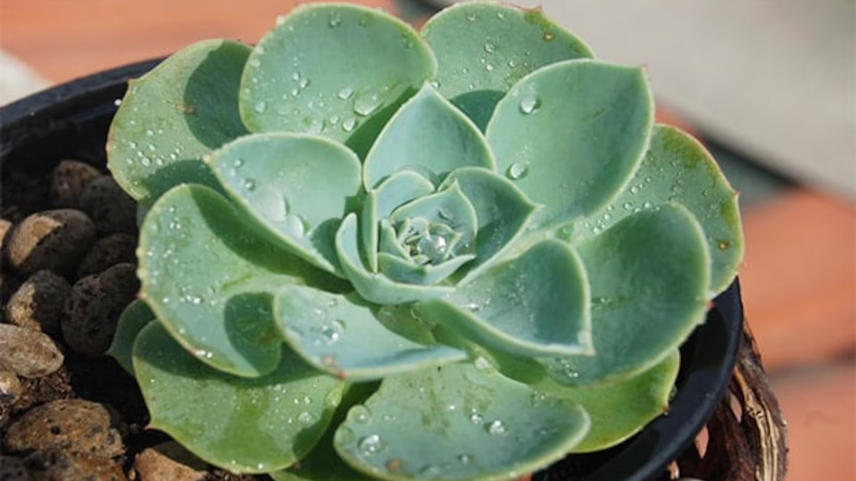 Plantas. Fuente:(X).