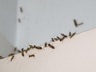 Según el Feng Shui, qué mensaje traen las hormigas cuando invaden tu casa