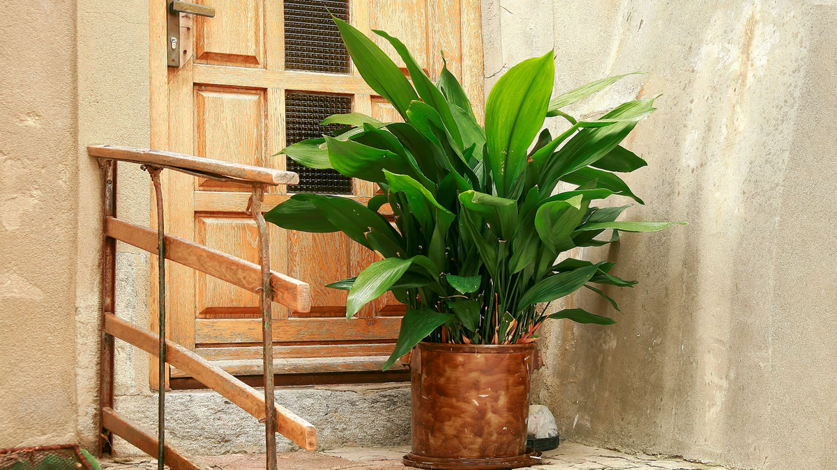 Aspidistras. Fuente: (Instagram)