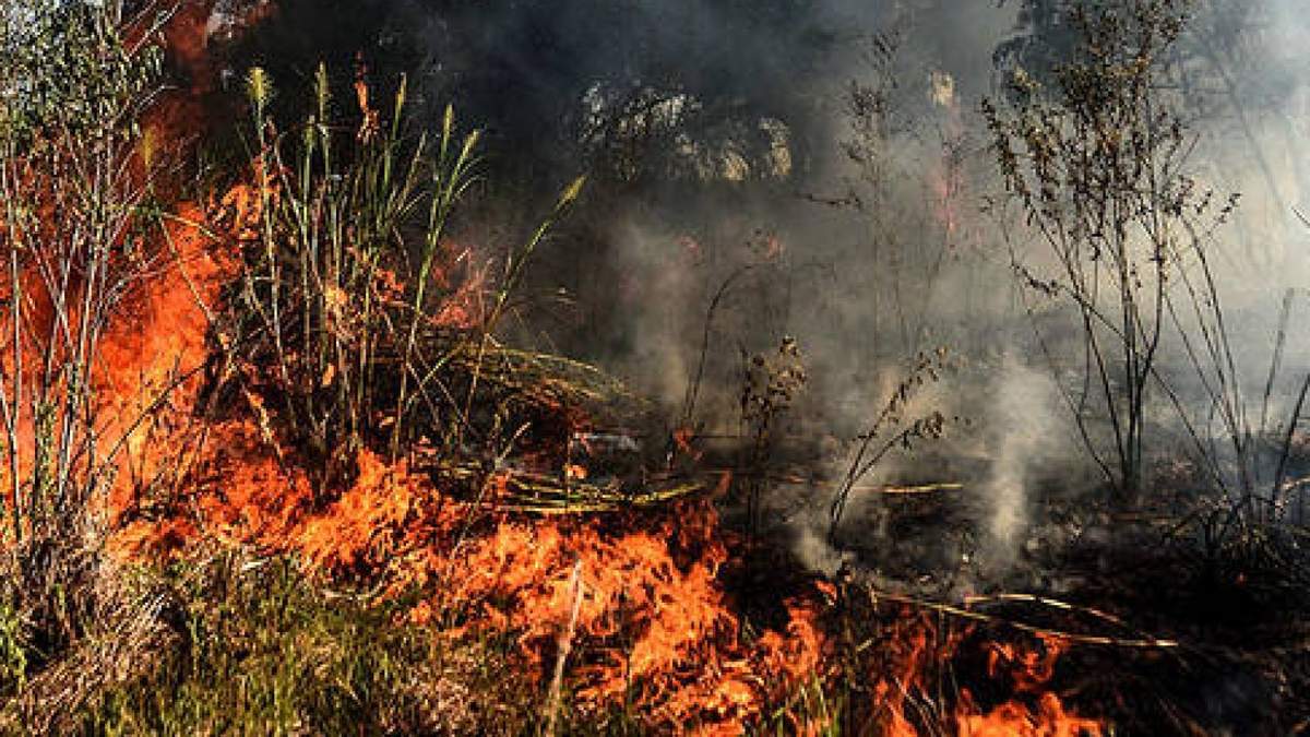 Incendios en los pastizales del Delta del Paraná. Fuente: (Twitter)