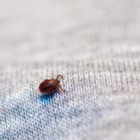 Arruinan los muebles y contraen enfermedades: eliminá así de fácil los insectos que causan estragos en otoño
