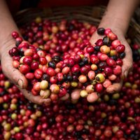 NESCAFÉ® reconoce a cafeticultores por su compromiso con el desarrollo del campo mexicano