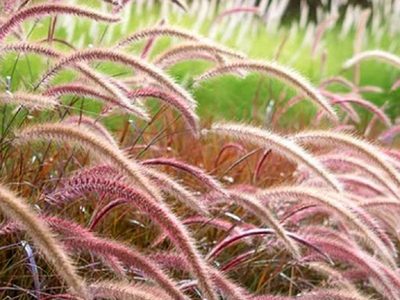 La planta ornamental que se destaca por su elegancia y movimiento: sus hojas pueden ser verdes o burdeos