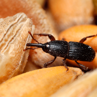 La forma natural y casera de eliminar los gorgojos para siempre de tu cocina