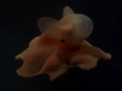 El pulpo “Dumbo”: la nueva estrella del streaming del CONICET