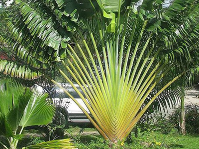Palma el viajero: la planta que no puede faltar en tu jardín y que es tendencia en decoración
