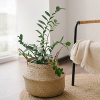 Cochinilla algodonosa, la pesadilla de las plantas: eliminala sin gastar, con 3 ingredientes de tu cocina
