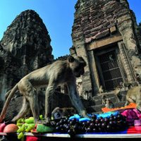 ¡Tremendo! Cientos de monos pelean por comida tras la llegada del coronavirus en una ciudad de Tailandia