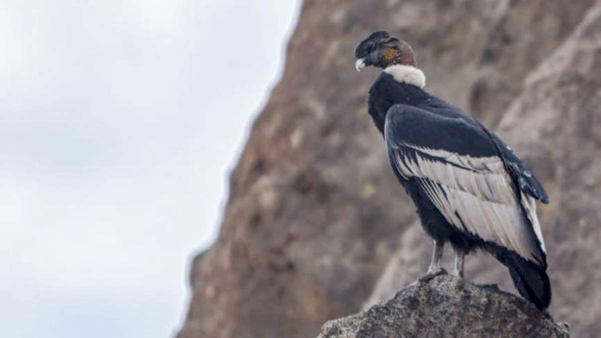 El cóndor andino. Fuente: (Neuquén Informa)