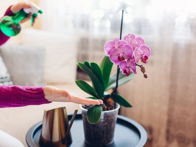 Si tus Orquídeas no florecen, no te preocupes: tomá nota de esta poderosa receta que las ayudará a crecer