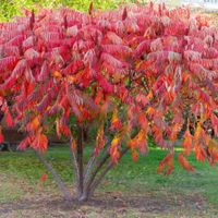 3 árboles pequeños, frondosos y coloridos que podés plantar en tu vereda y que realzan tu hogar
