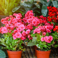 El secreto de los viveristas para que tu planta de Begonia florezca más que nunca en verano