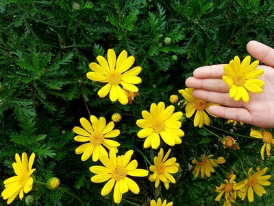 La hermosa planta que vas a querer tener en tu jardín ahora que se viene el frío