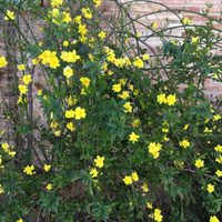 Adiós, vecinos curiosos: la planta que crece rápido y que es una valla natural en tu jardín