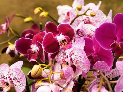 El truco bien casero y efectivo para curar las manchas en las hojas de orquídeas: tomá nota