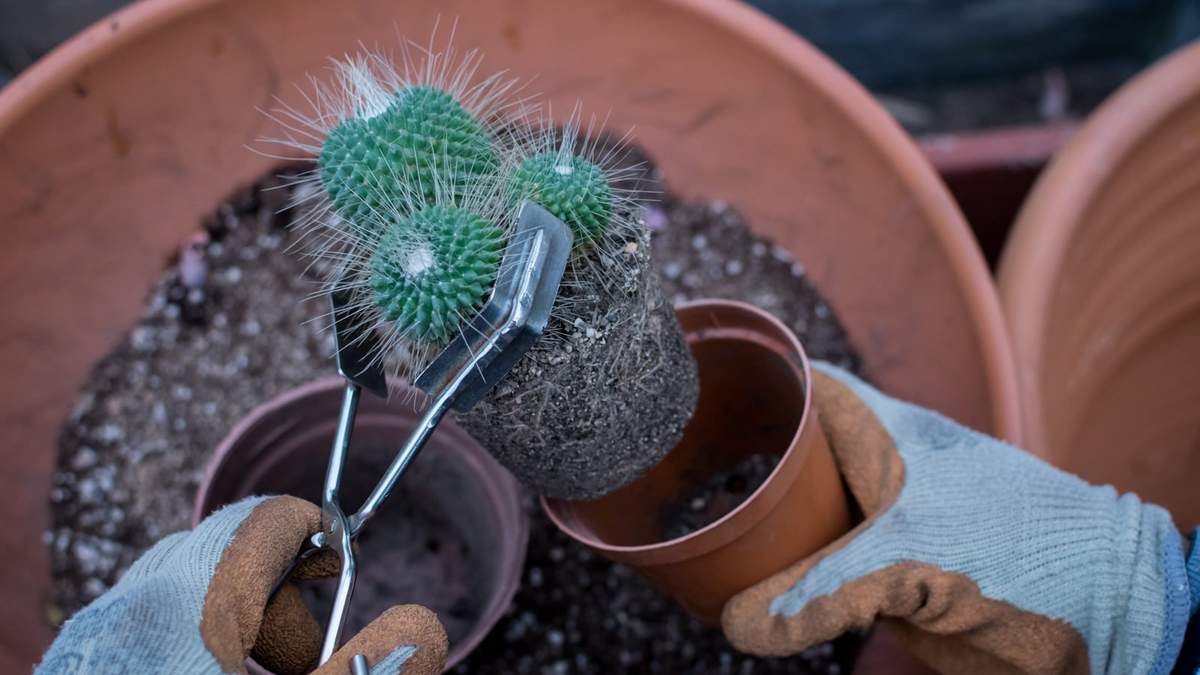 Plantas. Fuente: (Instagram)