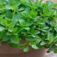 El truco de los jardineros para cultivar tu planta de orégano muy fácil en maceta y en solo unas semanas