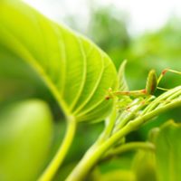 Si encontrás este insecto en las plantas no lo mates: así ayuda a cuidar el jardín