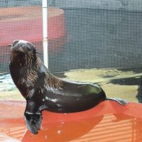 UNACH rescata a dos lobos marinos localizados en la costa chiapaneca
