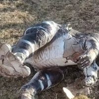 Destrozos en el Camping Municipal de El Chocón: investigan un nuevo hecho de vandalismo grave
