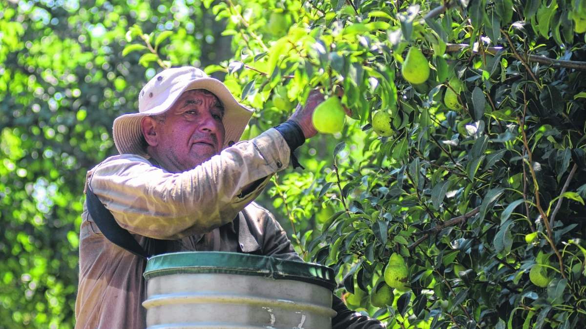 El sector frutícola es uno de los principales generadores de empleo en el Alto Valle. Fuente: (Twitter)