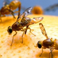 Secretos para eliminar las mosquitas de la fruta con remedios caseros