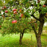 Lo que los jardineros callan: con este trucazo, tus árboles frutales van a crecer mucho más rápido