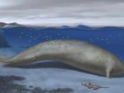 El animal más pesado que haya existido podría ser esta ballena fósil hallada en Perú