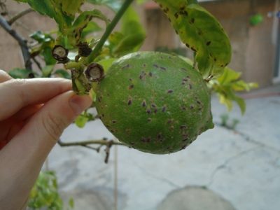 El truco infalible y económico para eliminar la cochinilla de tu limonero sin gastar de más