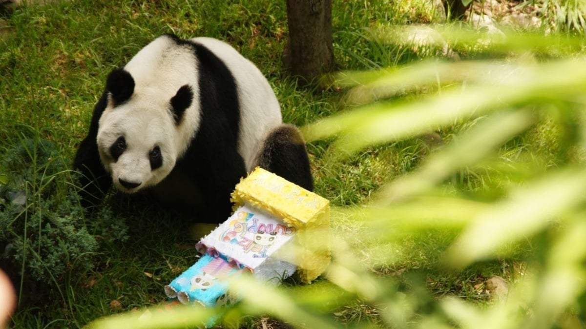 La panda gigante Xin Xin en la celebración de su cumpleaños 35