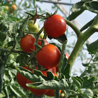 El secreto viverista para podar tu planta de Tomates y disfrutar de la cosecha más abundante en tu jardín