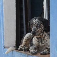 Entra en vigor reforma para establecer clínicas veterinarias públicas