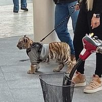 Amonestan a Plaza Antara por cachorro de tigre de bengala
