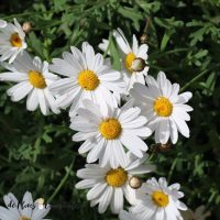 10 plantas con flores que soportan el pleno sol y llenan de color cualquier jardín