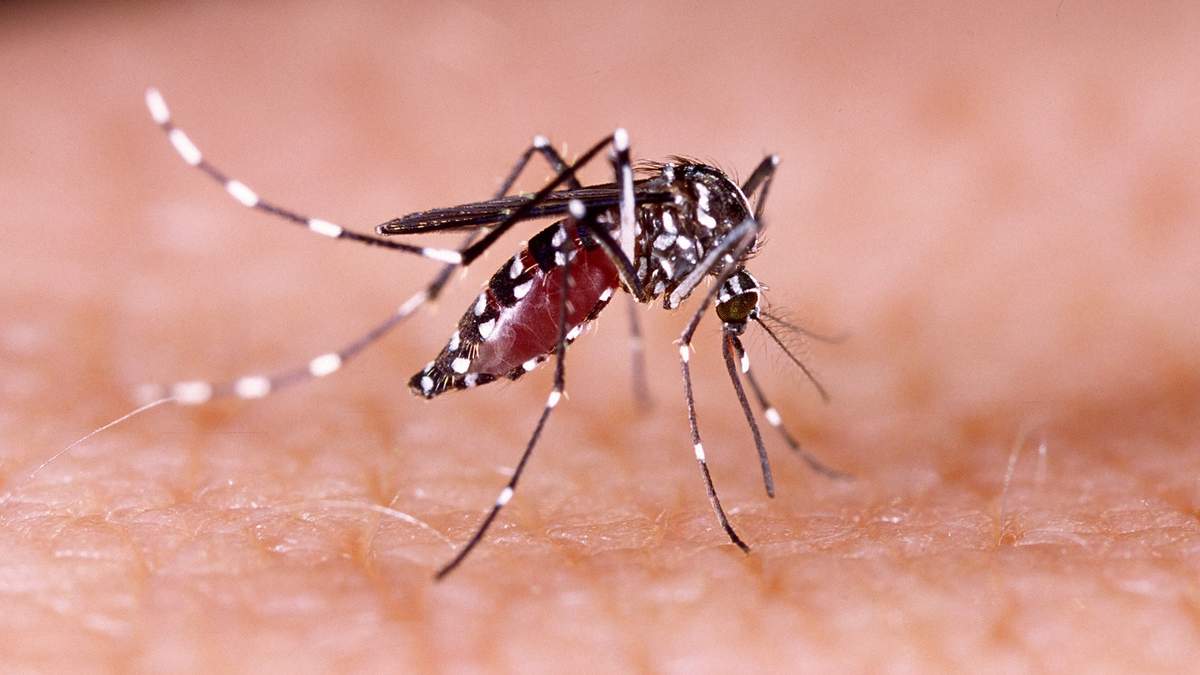 Mosquito portador del dengue. Fuente: (Twitter)
