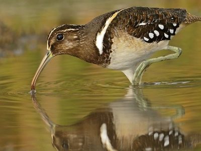 Curiosidades sobre el aguatero: el ave que es capaz de nadar y adora los vuelos silenciosos