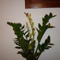 La planta que aguanta todo, no necesita muchos cuidados y atrae la abundancia a tu hogar