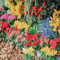 Plantas: los beneficios que tenés que conocer de tener flores en casa