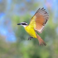 No es la cigüeña: el pájaro que anuncia embarazo cuando canta cerca de tu casa