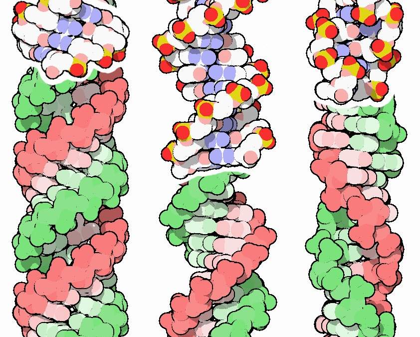 Tres conformaciones de la doble hélice de ADN: A (izquierda), B (centro) y Z zurda (derecha) - DAVID S. GOODSELL AND RCSB PDB